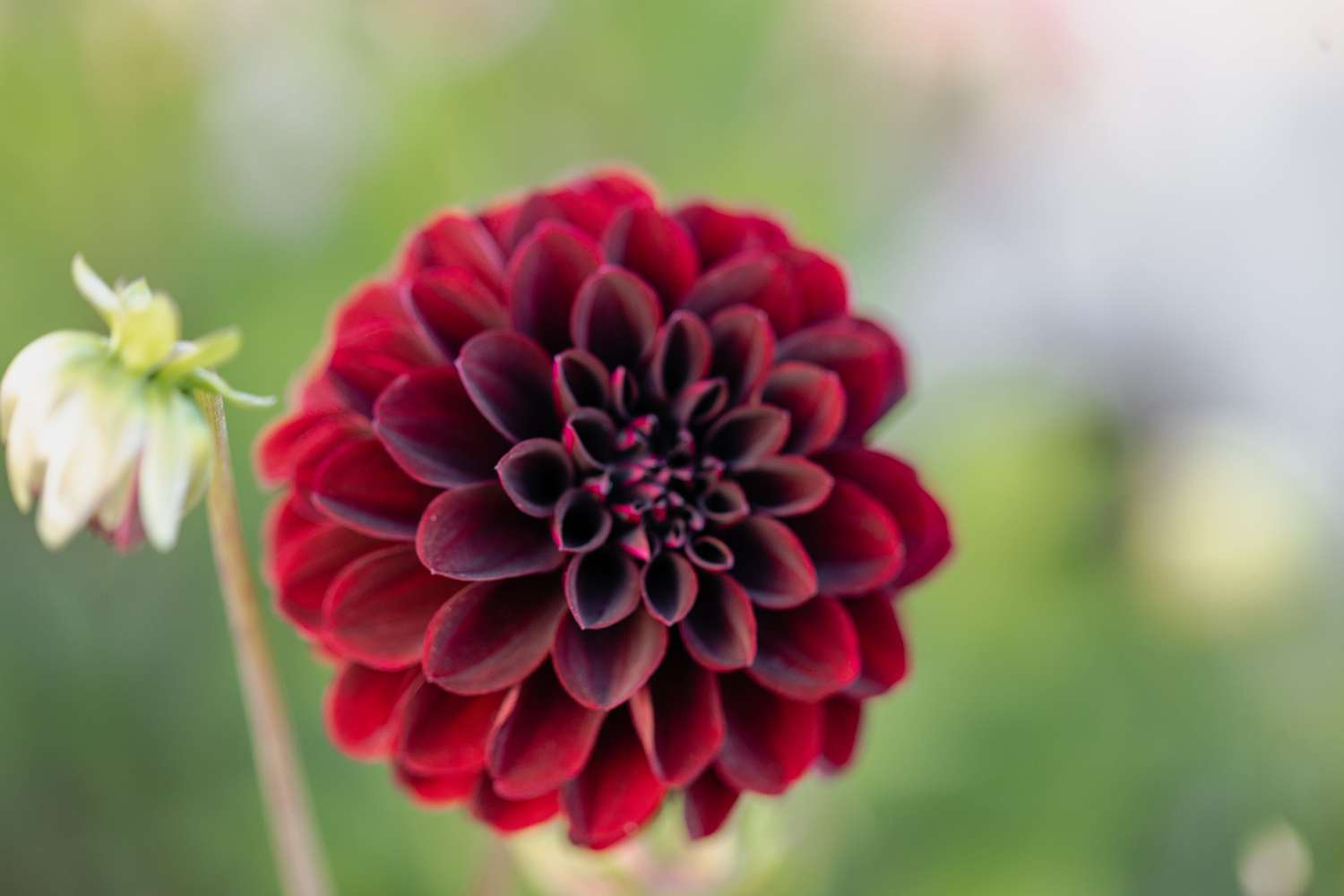 Dahlie 'La Recoleta'